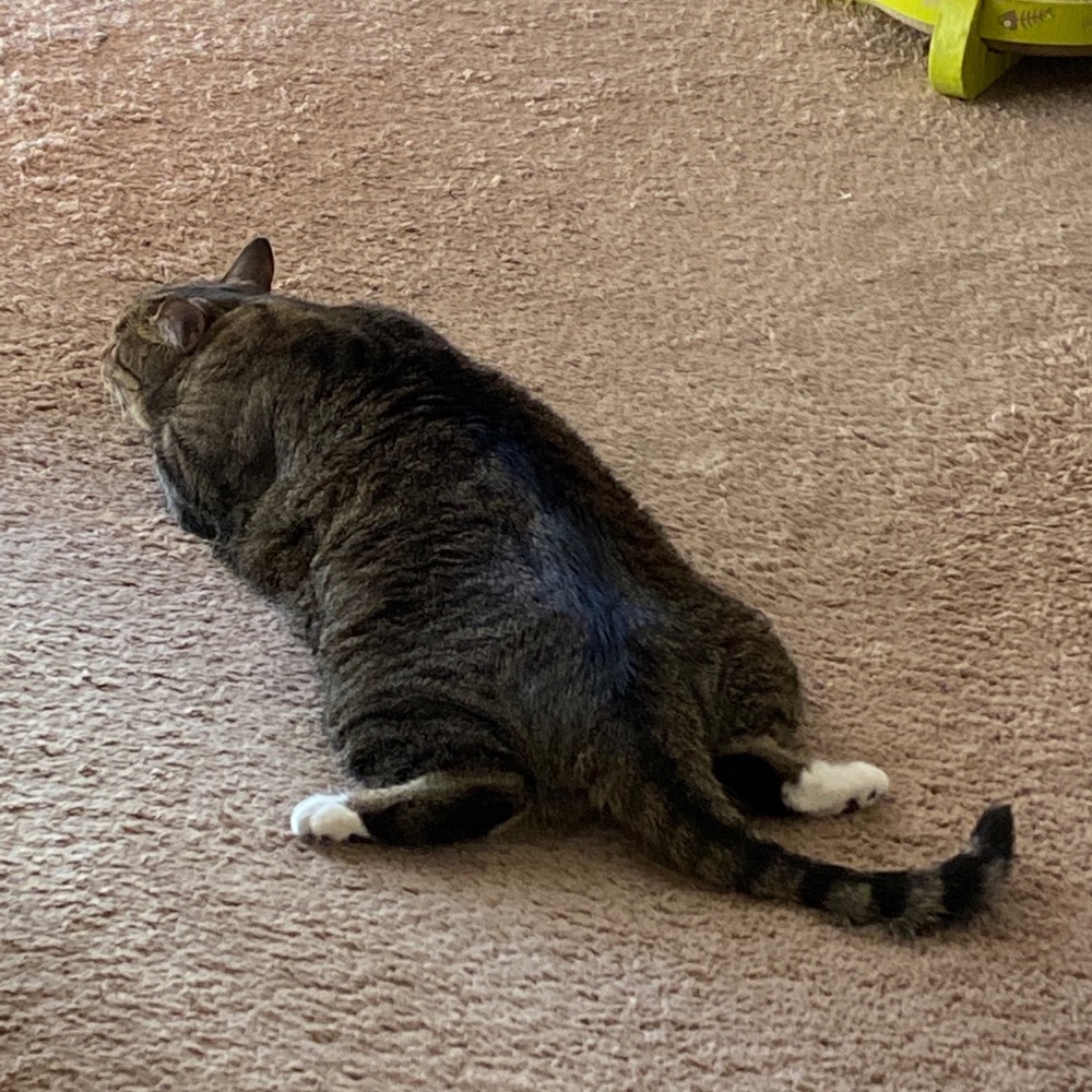 Meet your Posher, Sasha